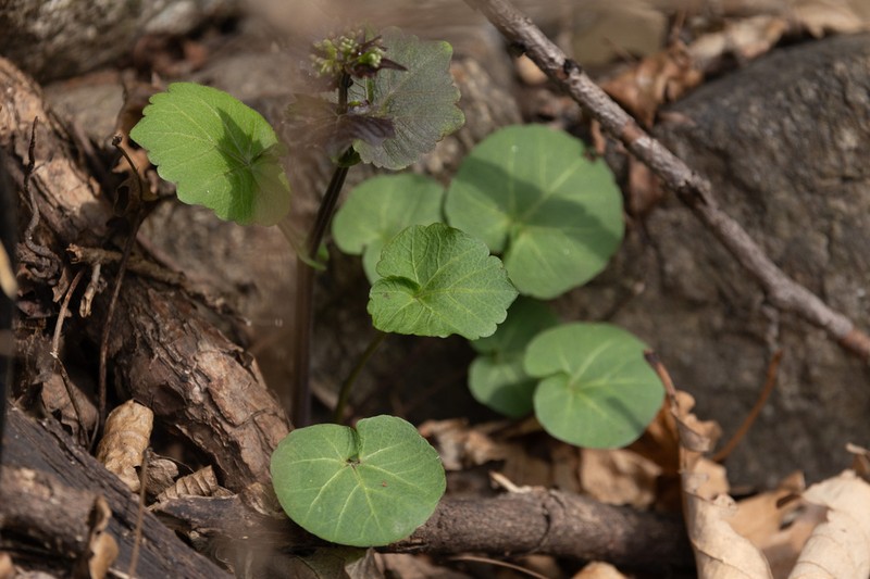 Cardamine komarovii photo 6