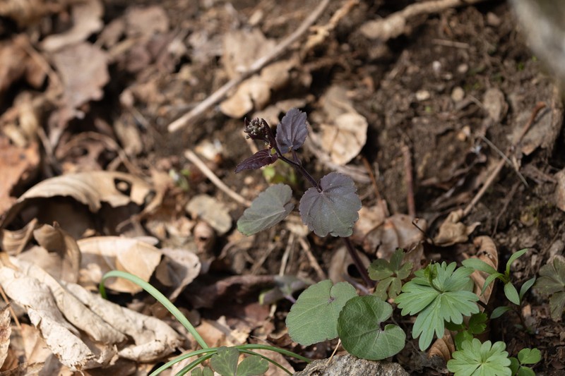 Cardamine komarovii photo 7