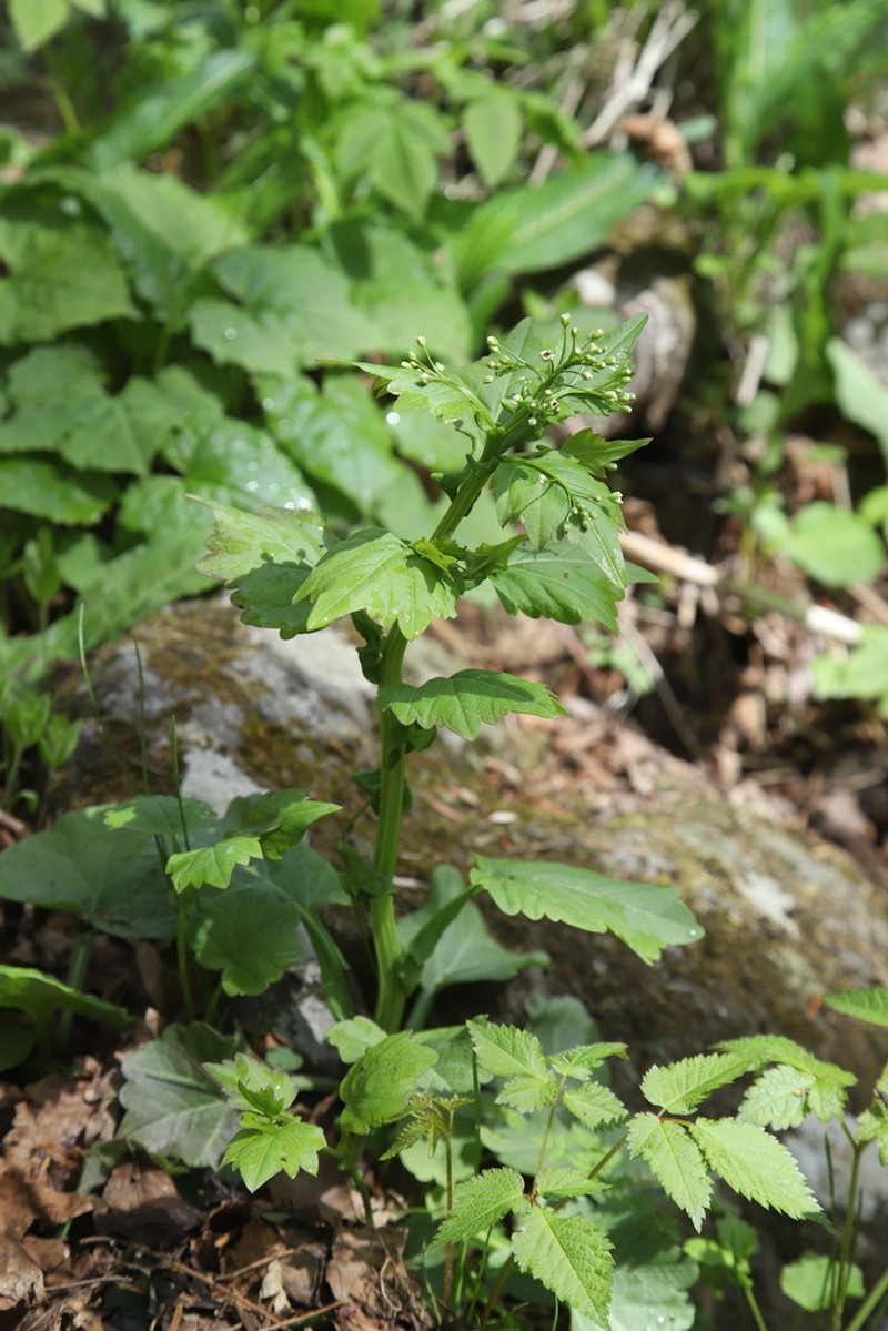 Cardamine komarovii photo 8