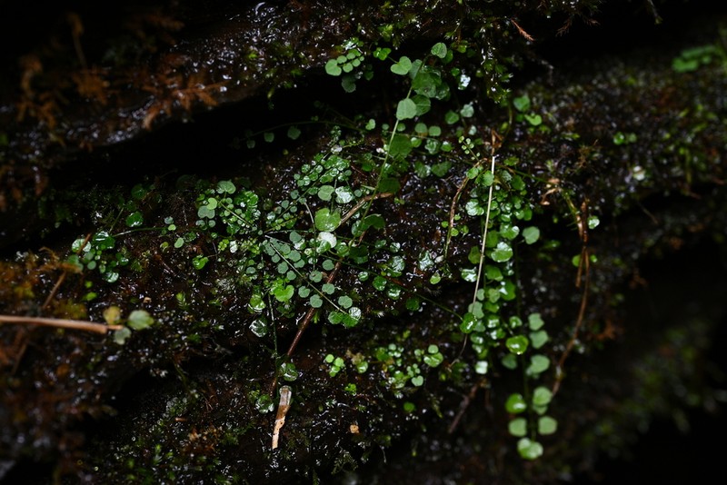 Cardamine kuankuoshuiensis