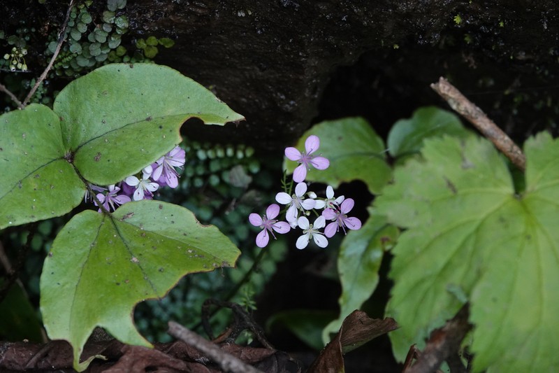 Cardamine kuankuoshuiensis photo 2