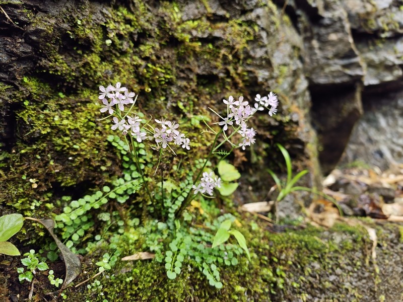Cardamine kuankuoshuiensis photo 3