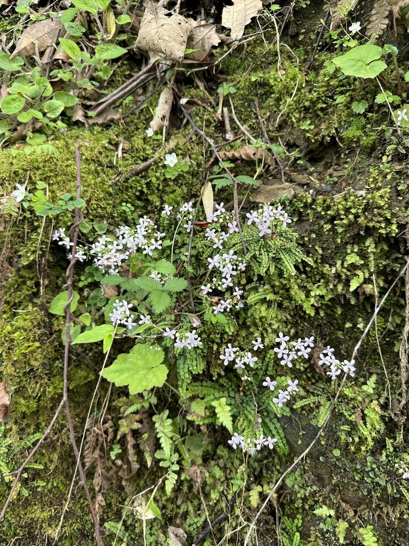 Cardamine kuankuoshuiensis photo 4