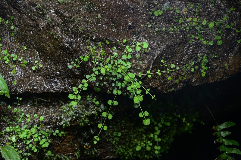 Cardamine kuankuoshuiensis photo 5