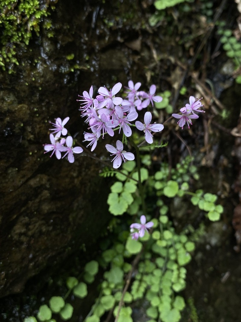 Cardamine kuankuoshuiensis photo 6