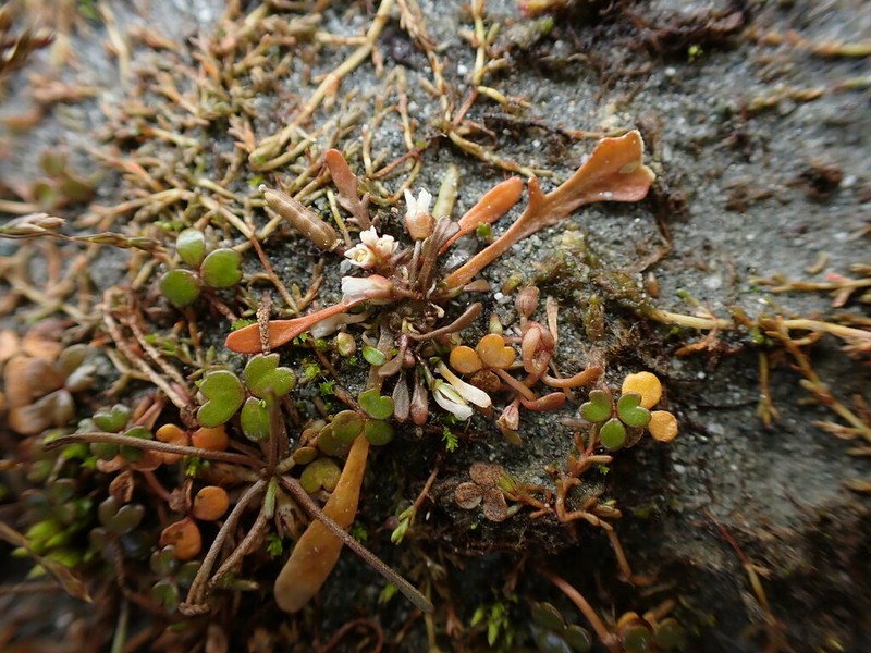 Cardamine lacustris