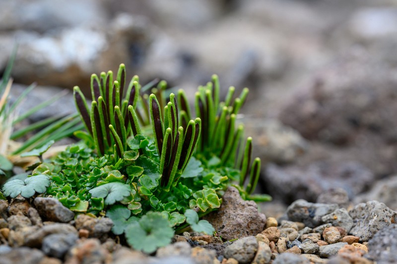 Cardamine latior