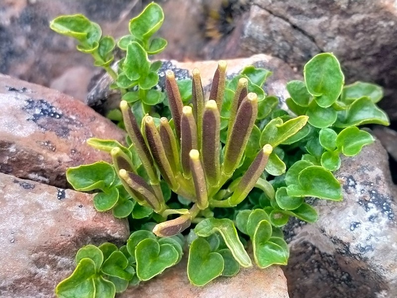 Cardamine latior photo 2