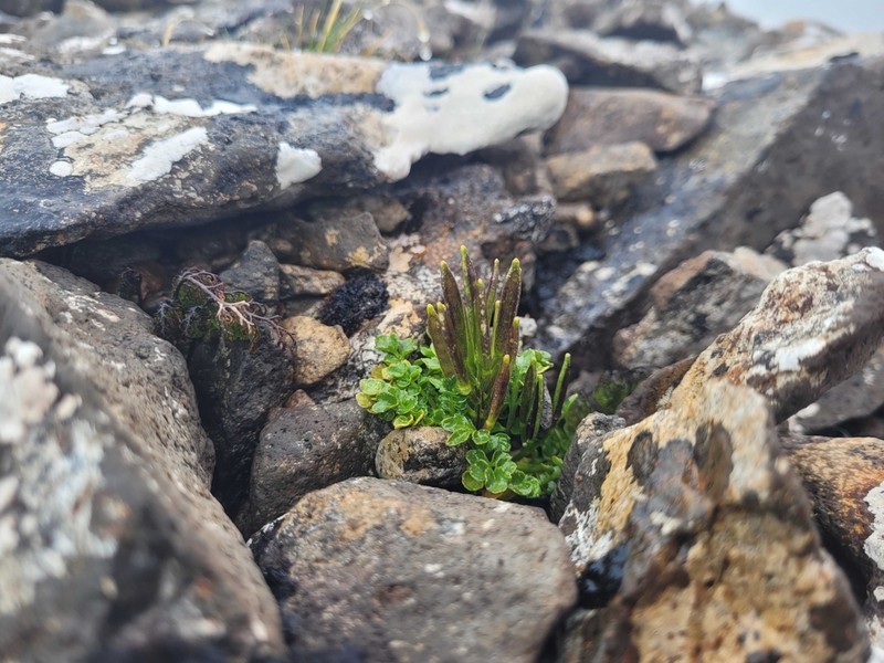 Cardamine latior photo 3
