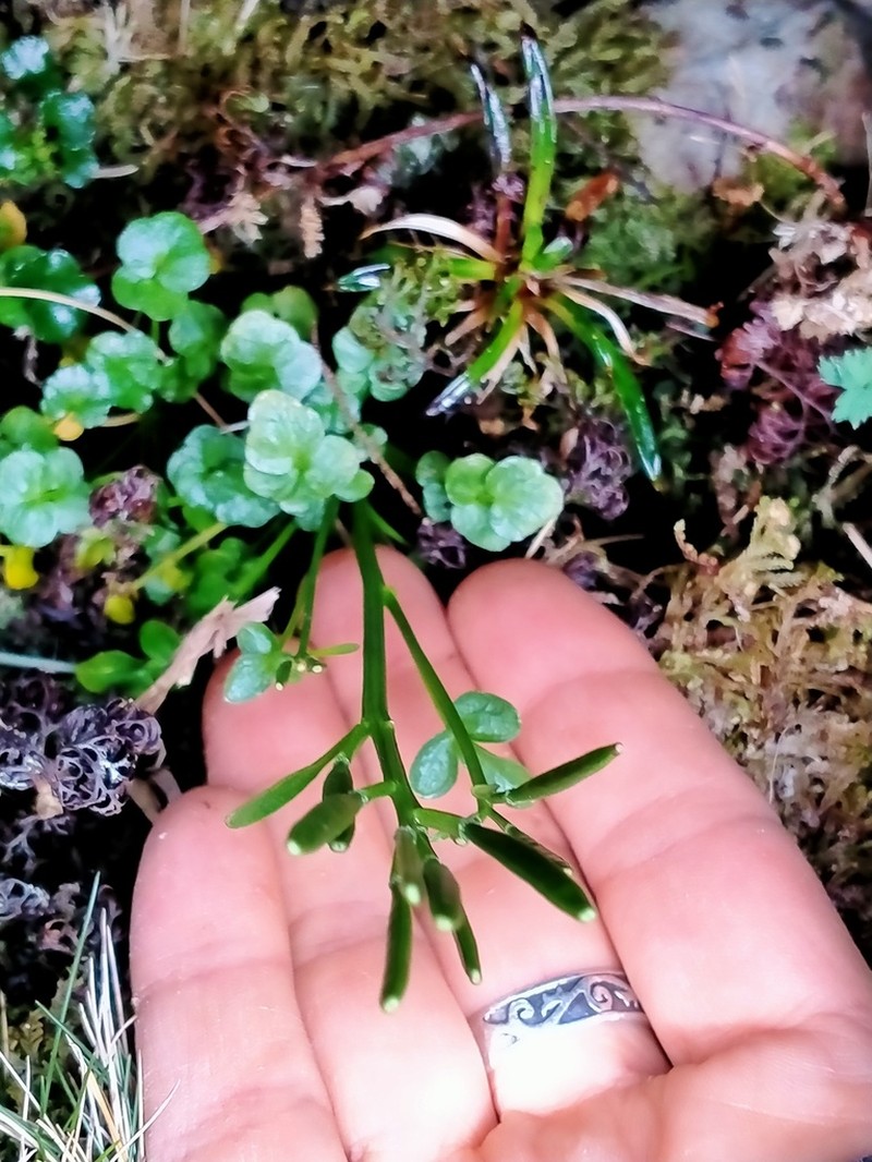 Cardamine latior photo 5