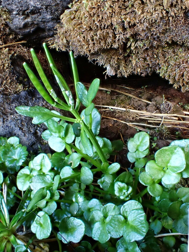 Cardamine latior photo 6