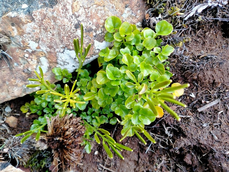 Cardamine latior photo 7