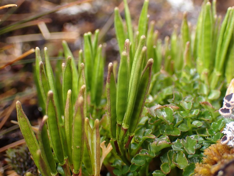 Cardamine latior photo 8