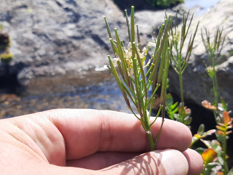Cardamine lazica photo 2