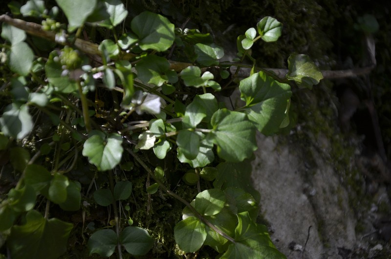 Cardamine lazica photo 3