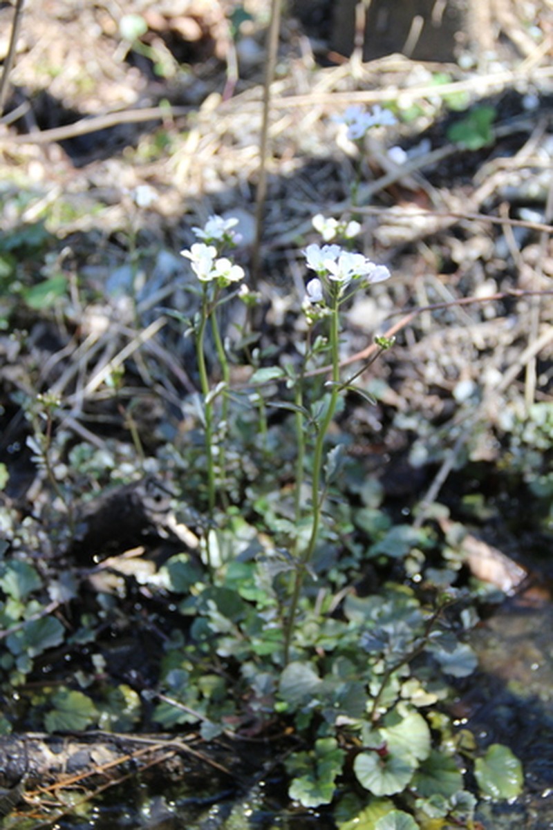 Cardamine lazica photo 4