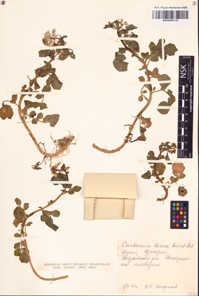 Cardamine lazica photo 5