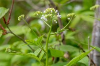 Cardamine leucantha