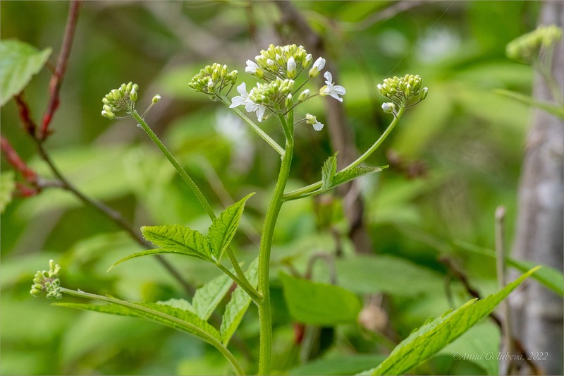 Cardamine leucantha