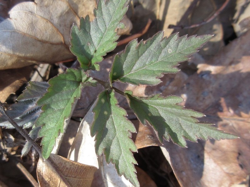 Cardamine leucantha photo 3