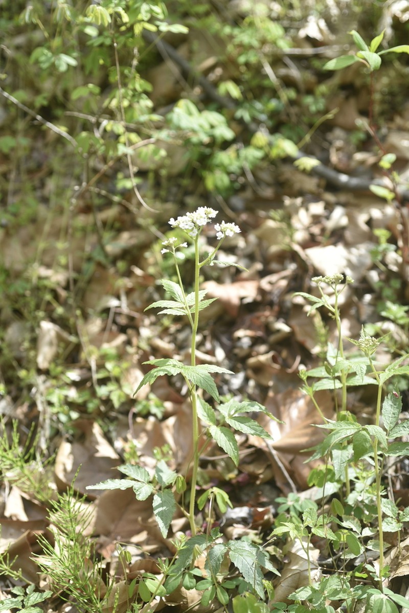 Cardamine leucantha photo 4