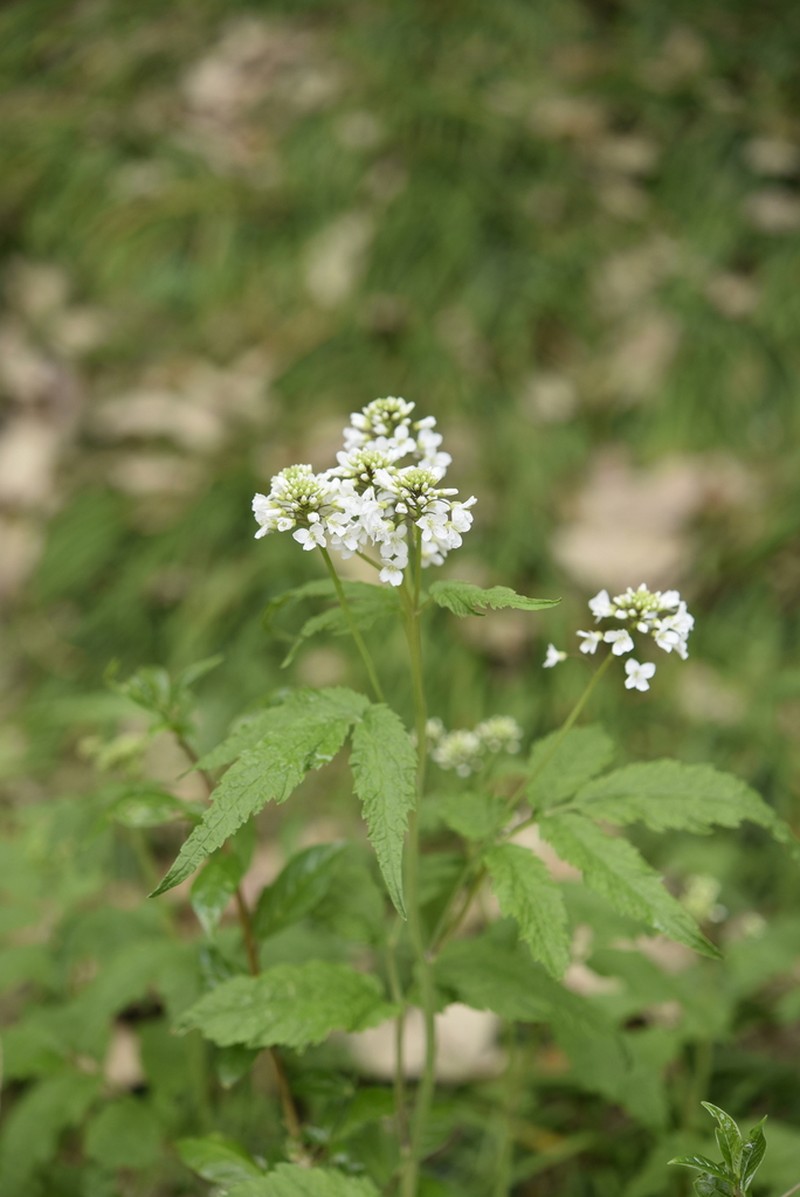 Cardamine leucantha photo 5