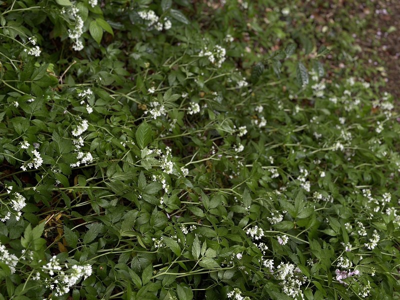 Cardamine leucantha photo 6