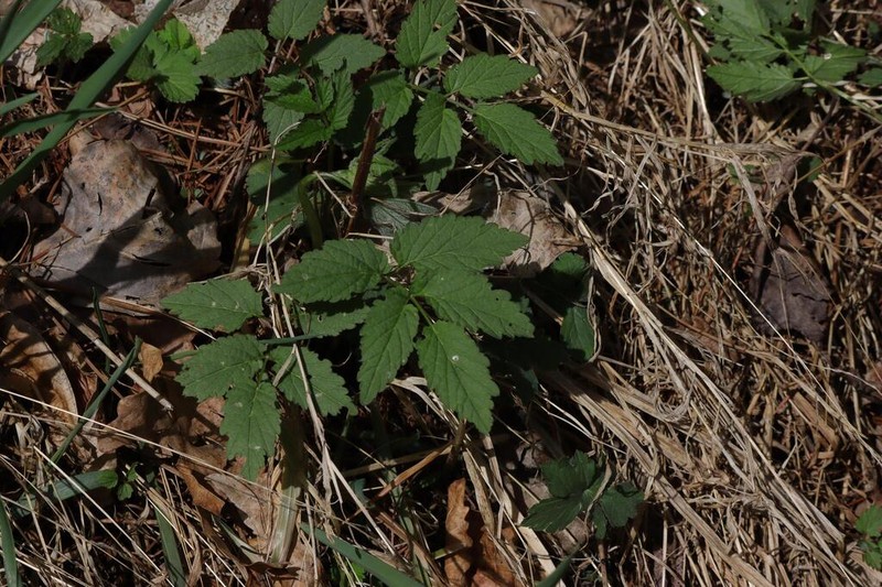 Cardamine leucantha photo 7