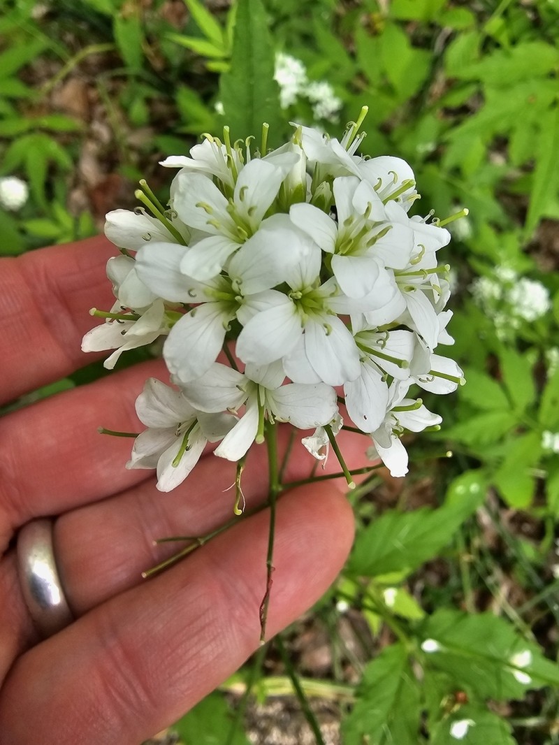 Cardamine leucantha photo 8