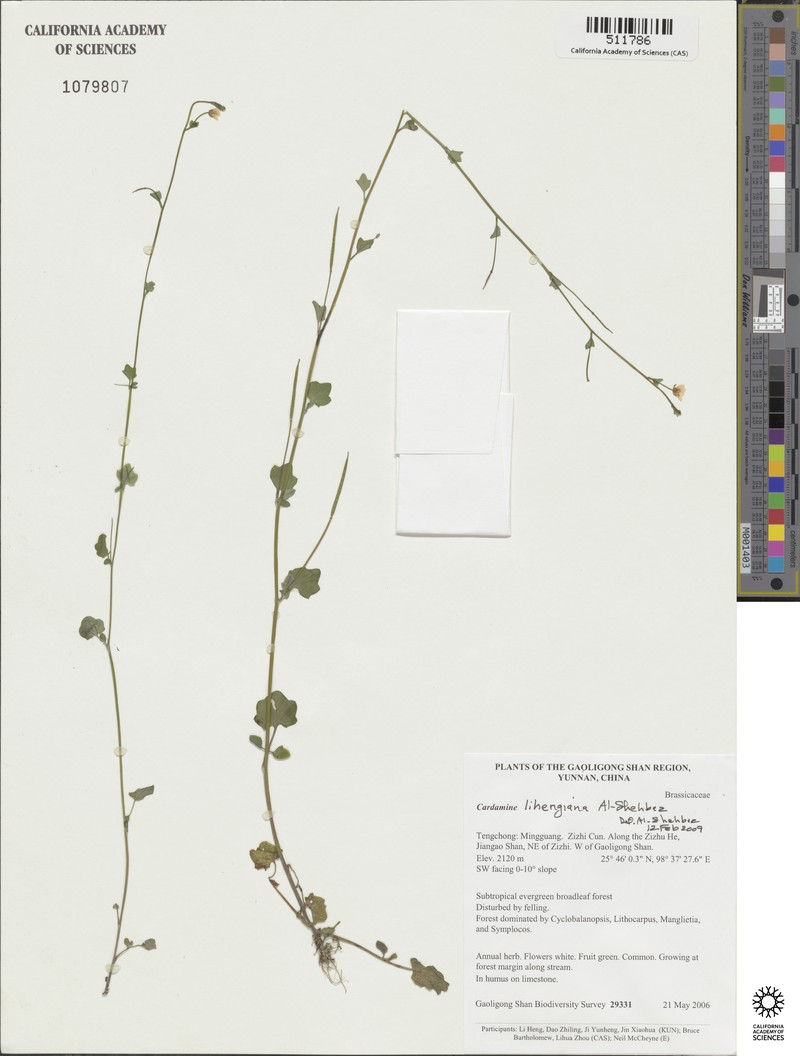 Cardamine lihengiana