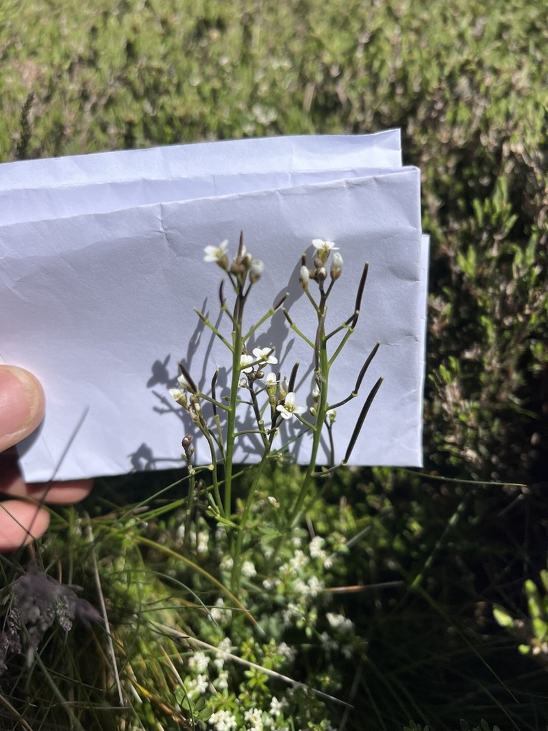 Cardamine lilacina