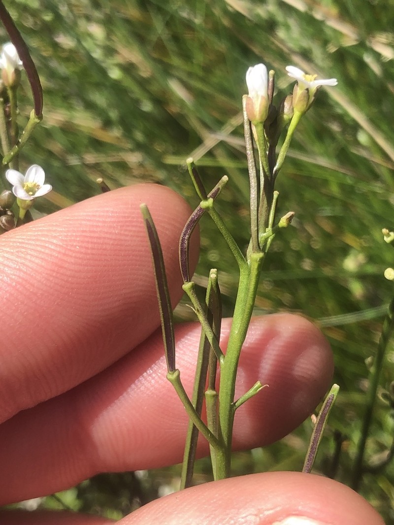 Cardamine lilacina photo 2