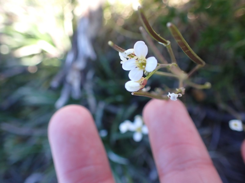 Cardamine lilacina photo 3