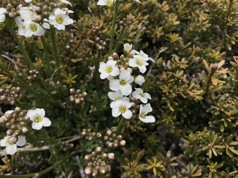 Cardamine lilacina photo 4