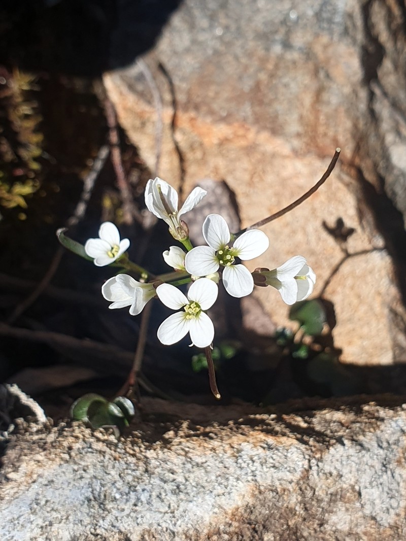 Cardamine lilacina photo 5