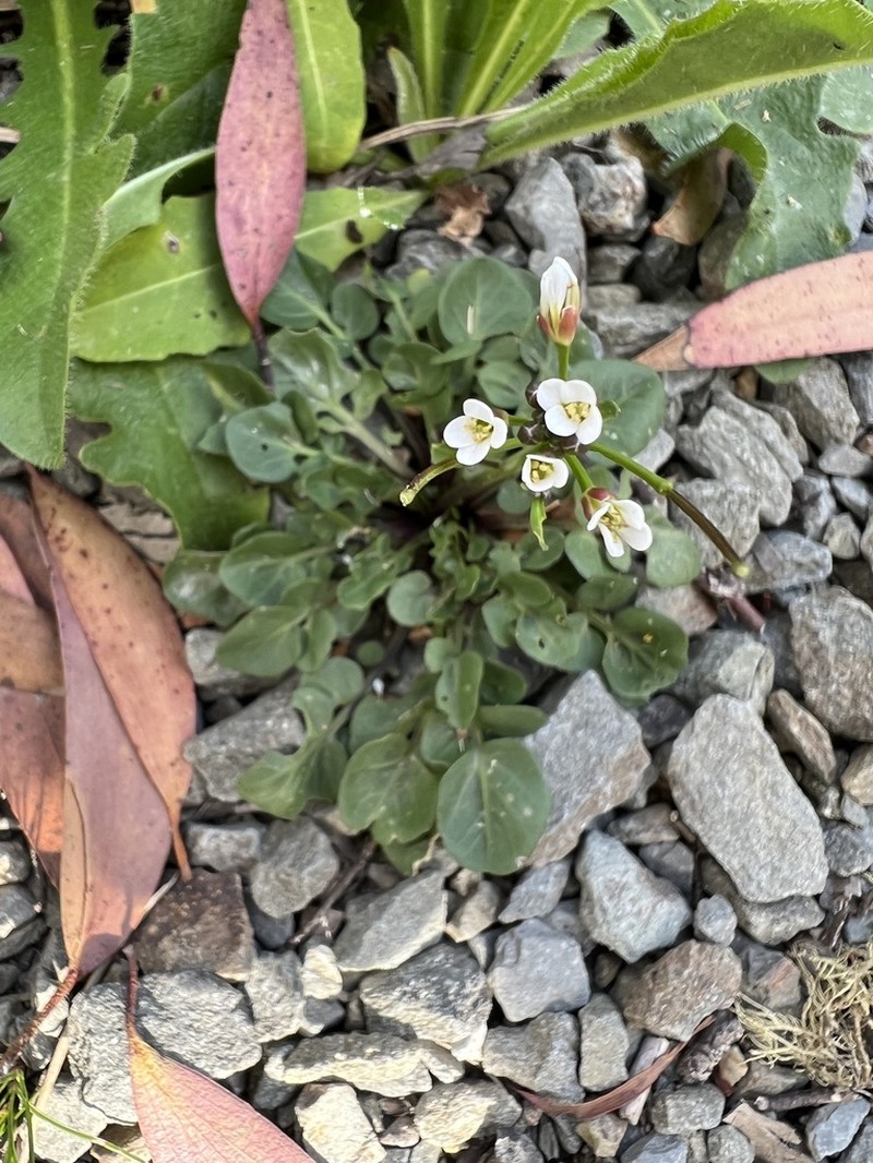 Cardamine lilacina photo 7