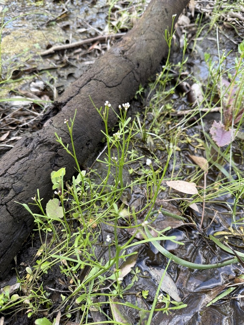 Cardamine lineariloba