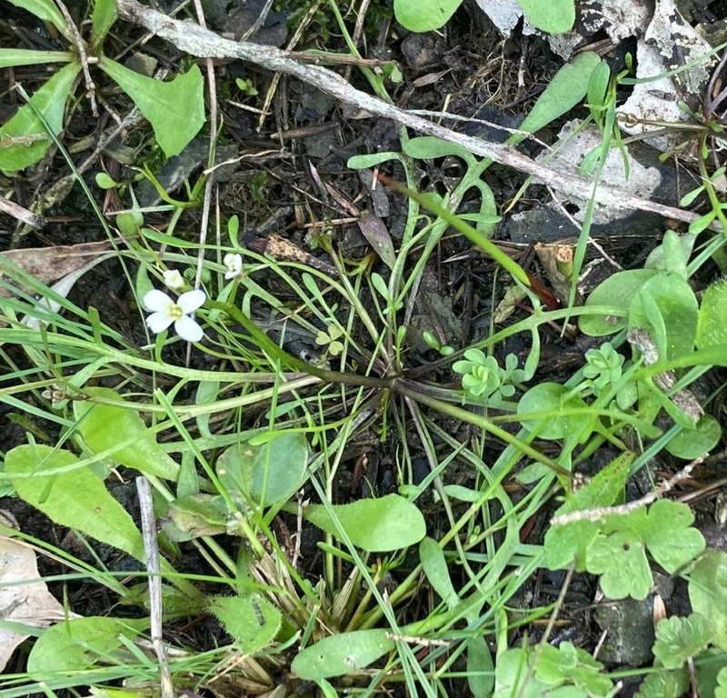 Cardamine lineariloba photo 2