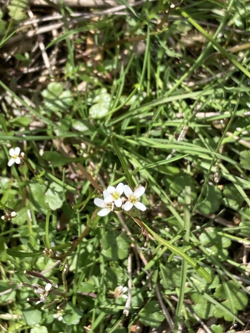 Cardamine lineariloba photo 3