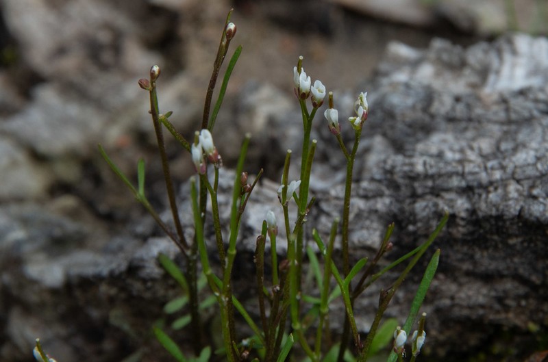 Cardamine lineariloba photo 4