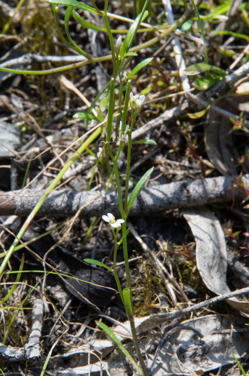 Cardamine lineariloba photo 5