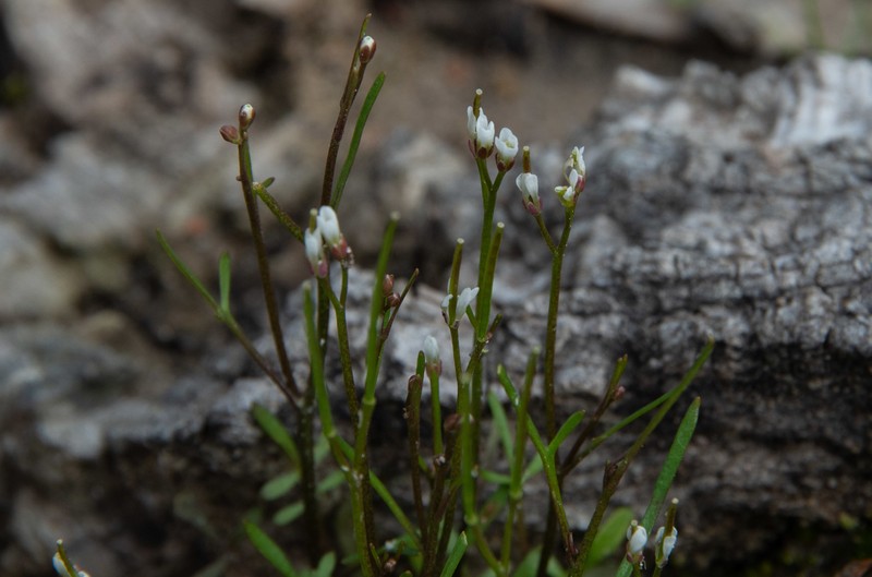 Cardamine lineariloba photo 6