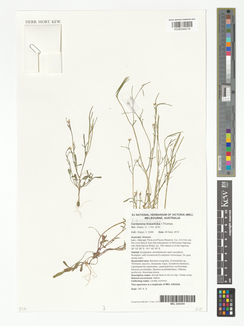 Cardamine lineariloba photo 7