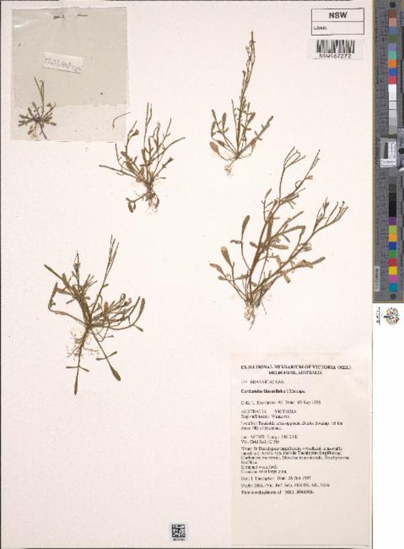 Cardamine lineariloba photo 8