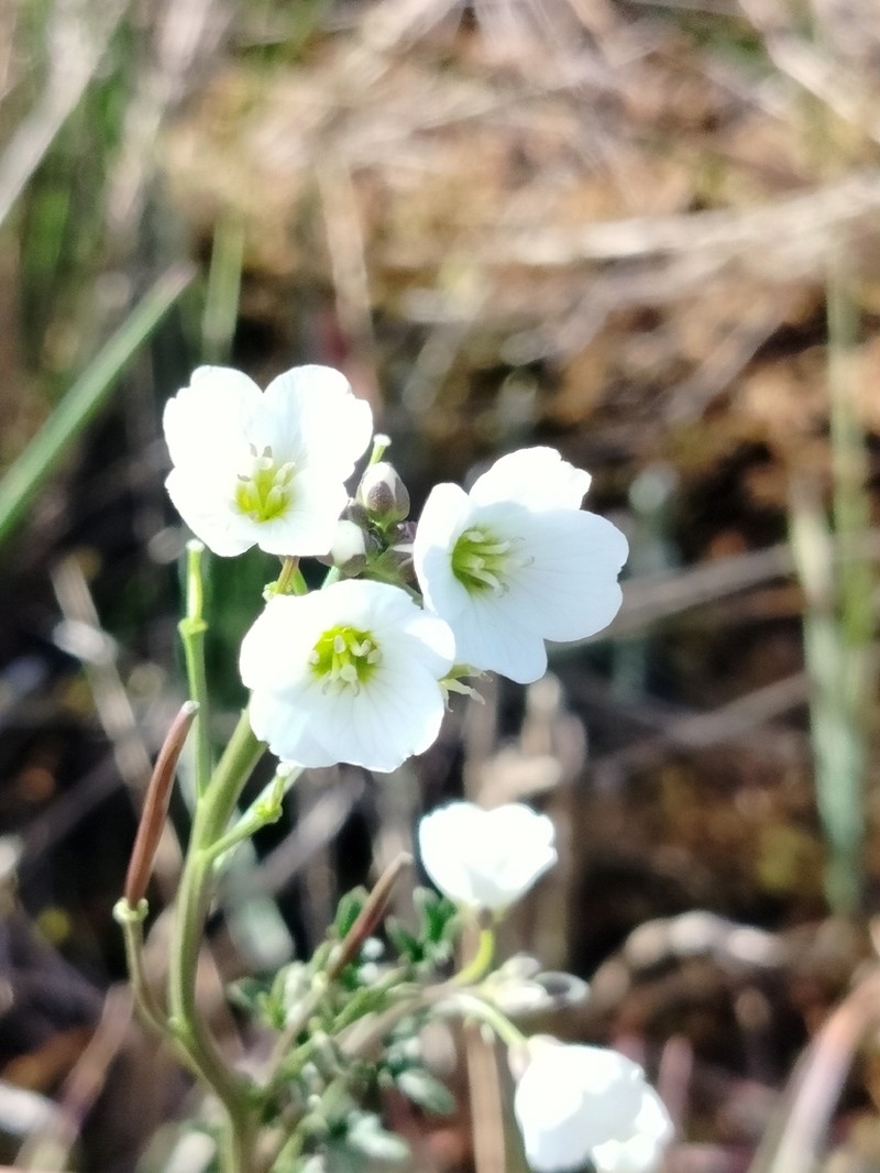 Cardamine lojanensis