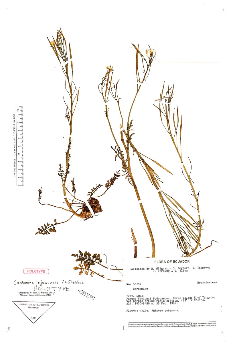 Cardamine lojanensis photo 2