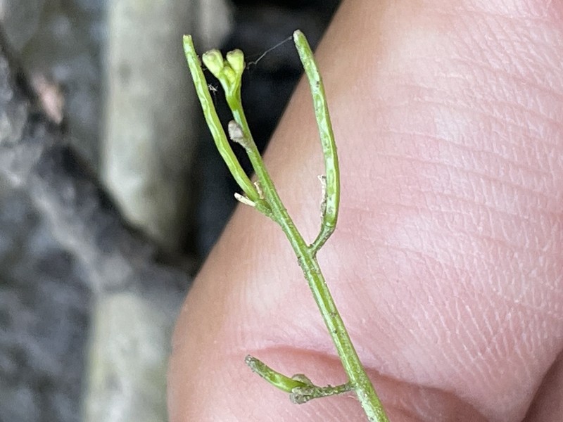 Long's Bittercress