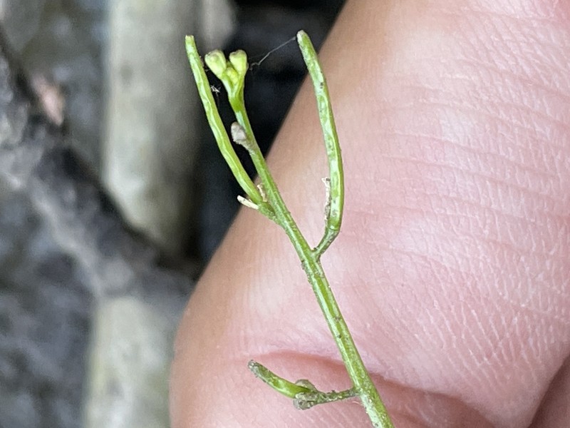 Long's Bittercress photo 5