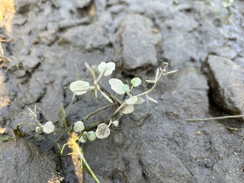Long's Bittercress photo 6