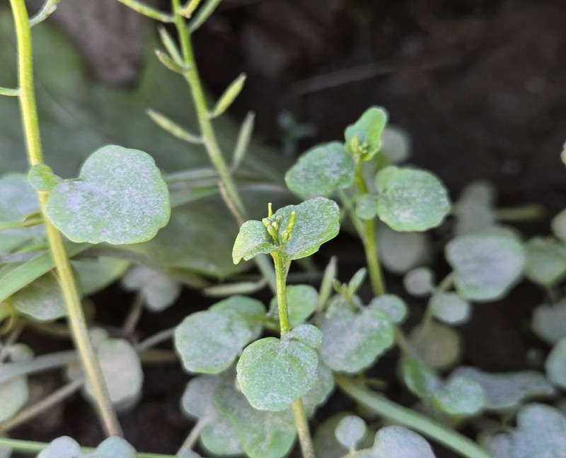 Long's Bittercress photo 7